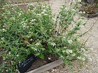 Valeriane blanche (Brancion, Jardin de l'eglise)(1)